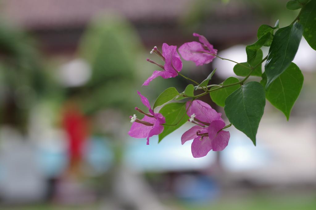 Tirta Sari Bungalow Hotel Pemuteran  Exterior photo